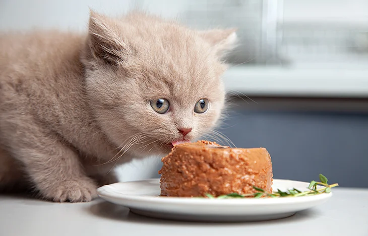 Pet Food - MacroForm | Socius